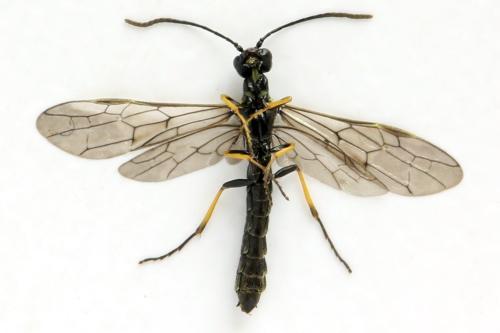 Réf. 314 223 : Cephus brachycercus