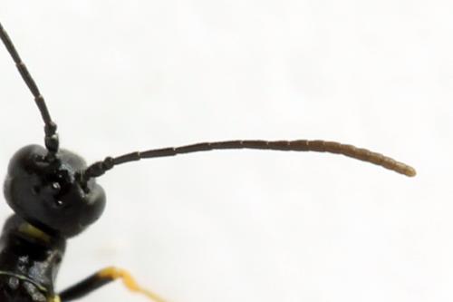 Cephus brachycercus