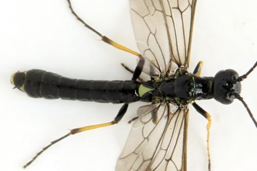 Réf. 314 226 : Cephus brachycercus