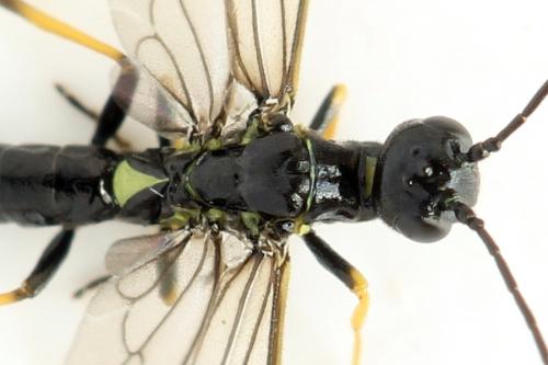 Cephus brachycercus