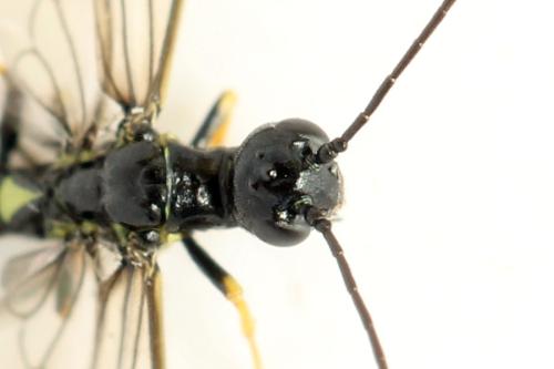 Réf. 314 228 : Cephus brachycercus