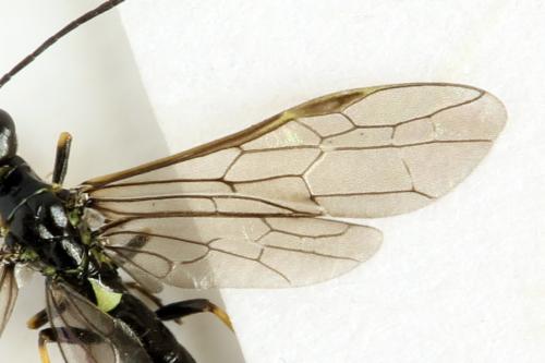 Cephus brachycercus