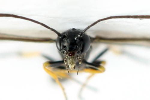 Cephus brachycercus
