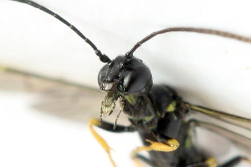 Cephus brachycercus