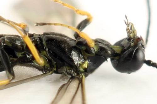 Cephus brachycercus