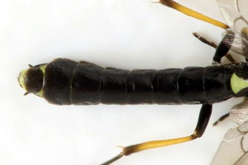Cephus brachycercus