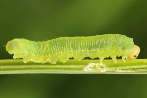 Aneugmenus temporalis