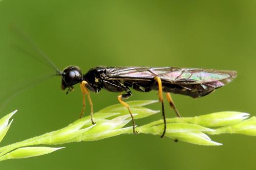 Cephus brachycercus