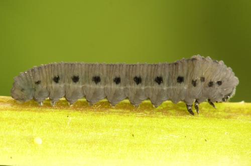 Réf. 314 648 : Athalia lugens