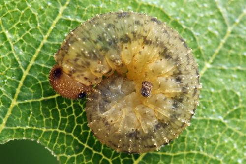 Réf. 314 064 : Rhogogaster scalaris