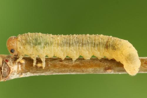Réf. 314 065 : Rhogogaster scalaris