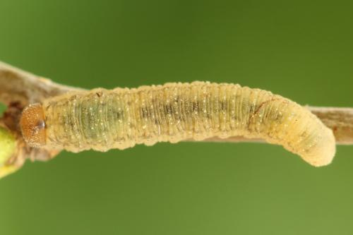Réf. 314 066 : Rhogogaster scalaris