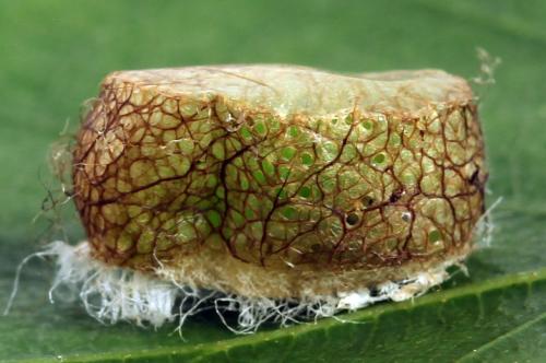 Réf. 314 393 : Pristiphora mollis