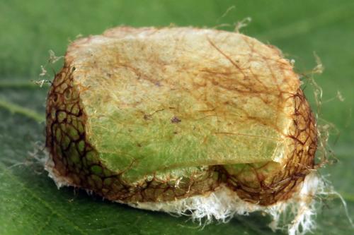Réf. 314 394 : Pristiphora mollis