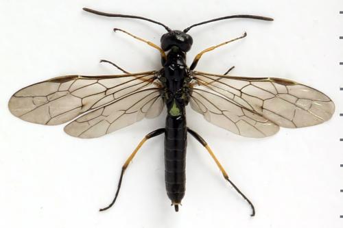 Cephus brachycercus