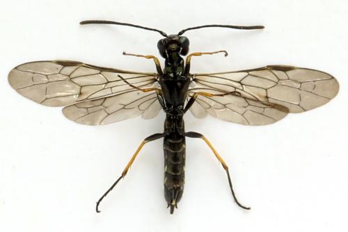 Cephus brachycercus
