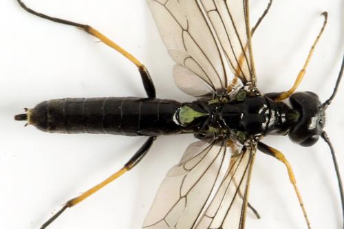 Cephus brachycercus