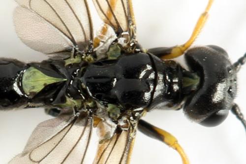 Cephus brachycercus