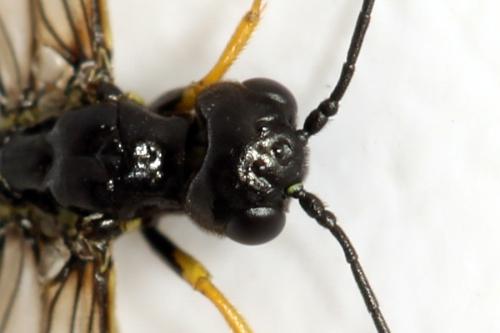 Cephus brachycercus