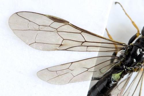 Cephus brachycercus