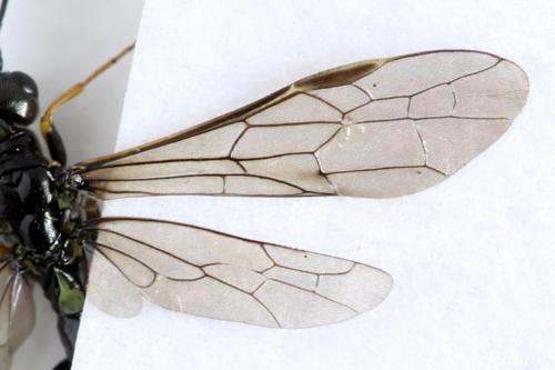 Cephus brachycercus