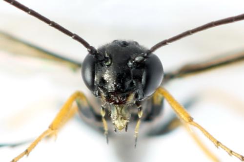 Cephus brachycercus