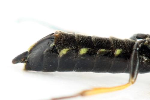 Réf. 314 212 : Cephus brachycercus
