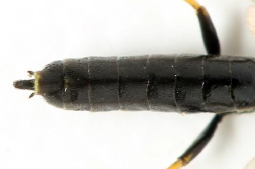 Cephus brachycercus