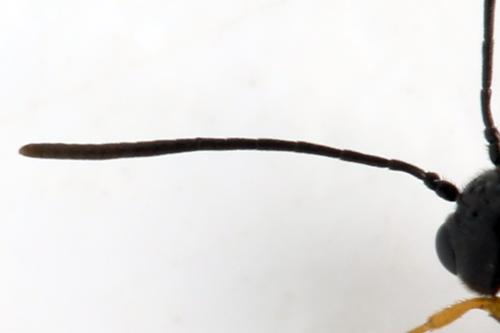 Cephus brachycercus