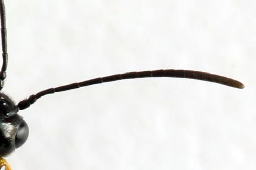 Réf. 314 217 : Cephus brachycercus