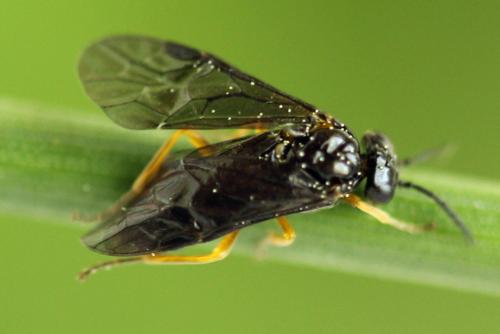 Réf. 314 024 : Dulophanes morio