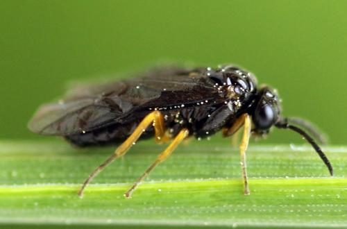 Réf. 314 023 : Dulophanes morio