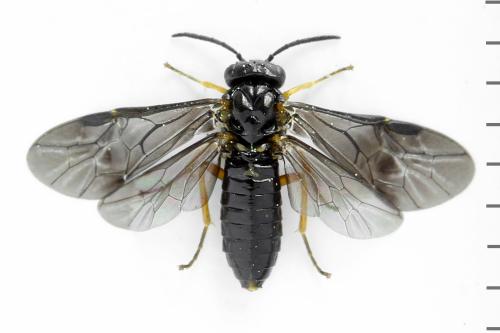 Réf. 314 025 : Dulophanes morio