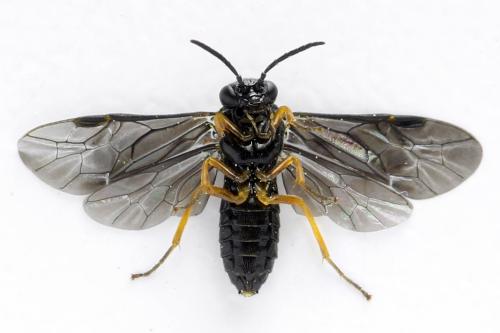 Réf. 314 026 : Dulophanes morio
