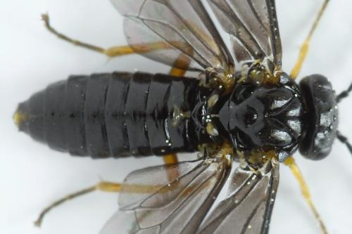 Réf. 314 027 : Dulophanes morio