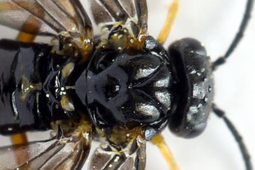 Réf. 314 028 : Dulophanes morio