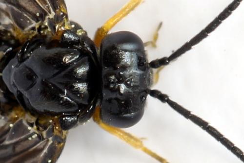 Réf. 314 029 : Dulophanes morio
