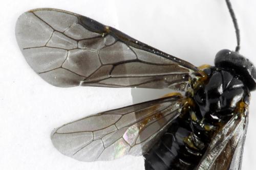 Réf. 314 030 : Dulophanes morio
