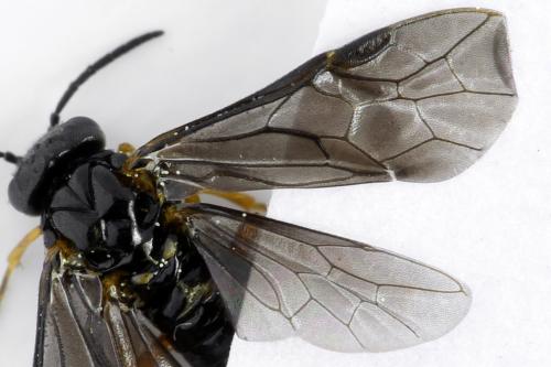 Réf. 314 031 : Dulophanes morio