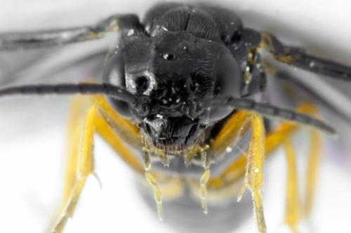 Réf. 314 032 : Dulophanes morio