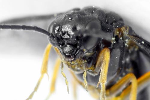 Réf. 314 033 : Dulophanes morio