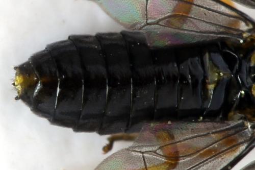 Réf. 314 036 : Dulophanes morio