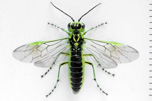 Réf. 314 089 : Rhogogaster scalaris