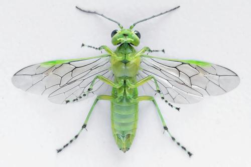 Réf. 314 090 : Rhogogaster scalaris