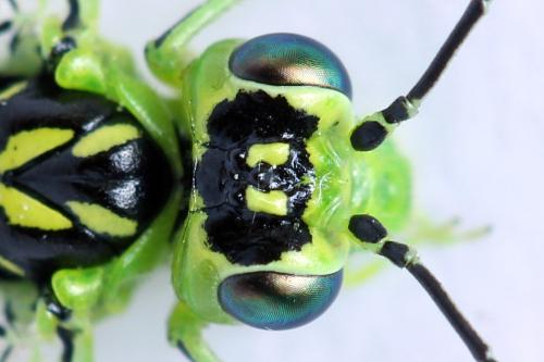Réf. 314 093 : Rhogogaster scalaris