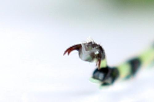 Rhogogaster scalaris