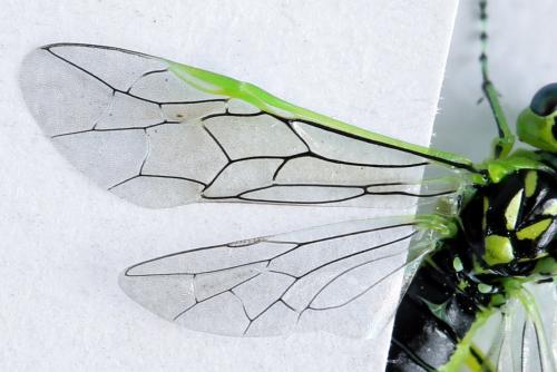 Réf. 314 095 : Rhogogaster scalaris