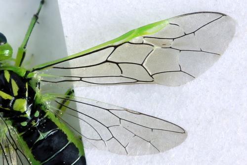 Rhogogaster scalaris