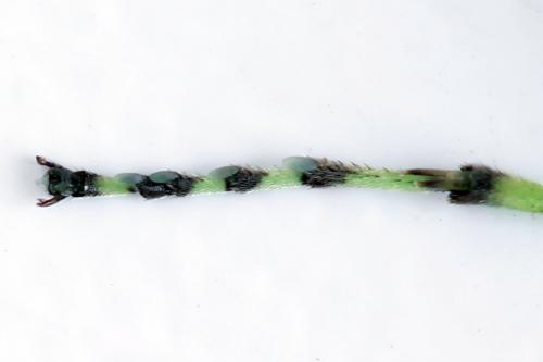 Réf. 314 097 : Rhogogaster scalaris