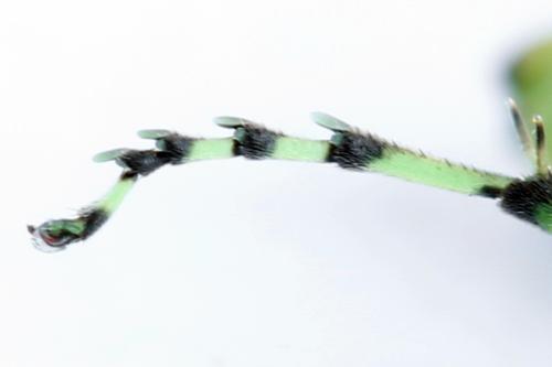 Réf. 314 098 : Rhogogaster scalaris